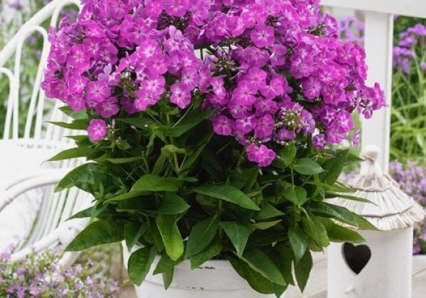 Phlox paniculata Famous Purple