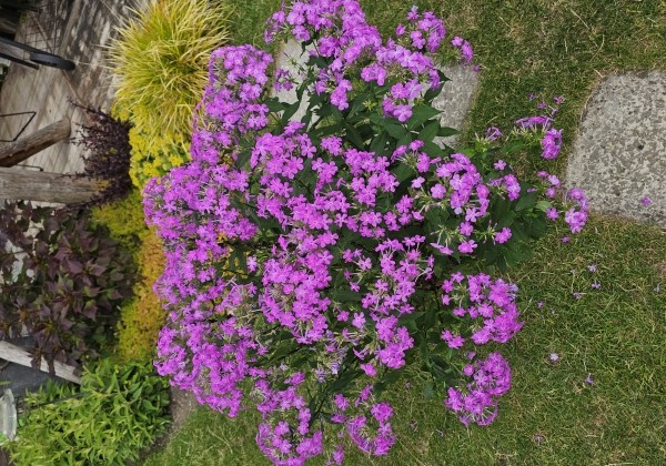 Phlox paniculata JS Queen Paola