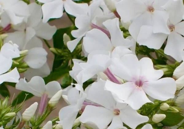 Phlox paniculata Famous White