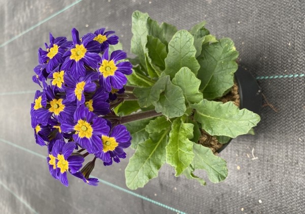 Primula OakLeaf Blue