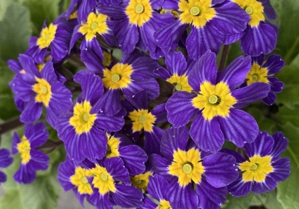 Primula OakLeaf Blue