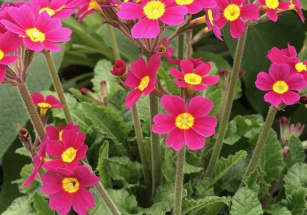 Primula OakLeaf Magenta