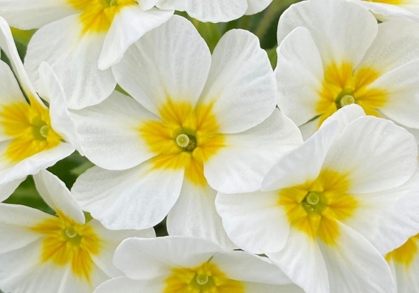 Primula OakLeaf White