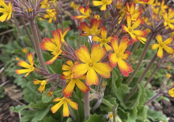 Primula OakLeaf Yellow Picotee