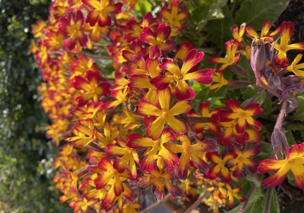 Primula OakLeaf Yellow Picotee