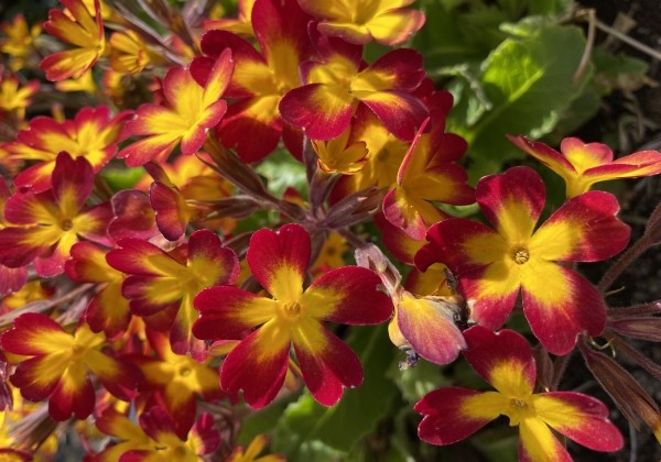 Primula OakLeaf Yellow Picotee