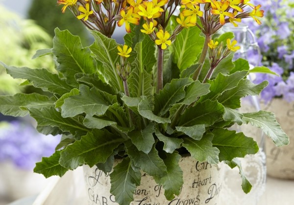 Primula OakLeaf Yellow Picotee