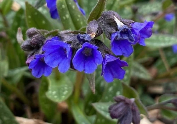 Pulmonaria Miss Elly