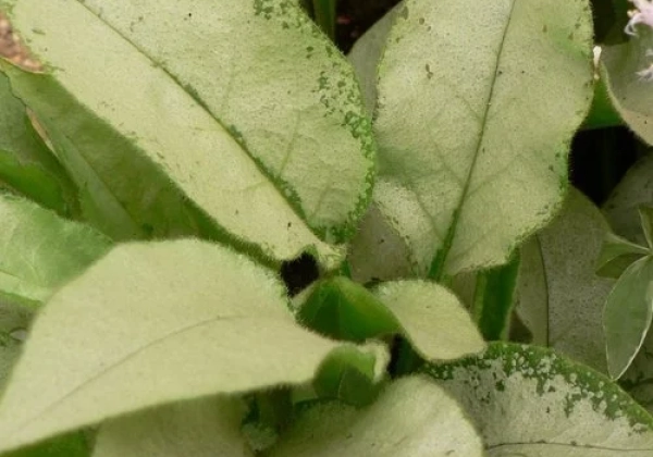 Pulmonaria Majestee