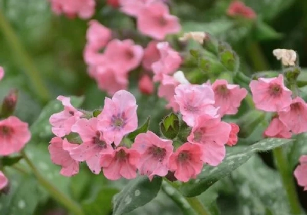 Pulmonaria Pretty in Pink