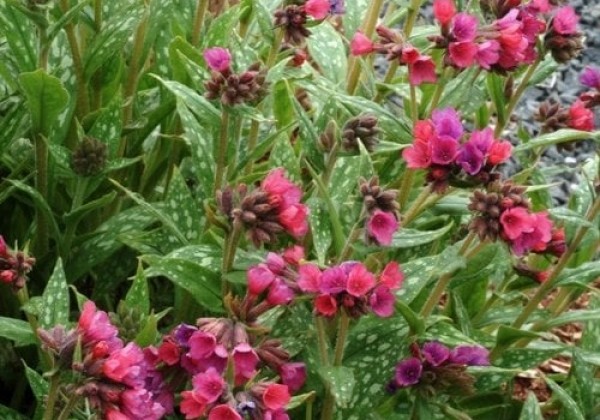 Pulmonaria Raspberry Splash