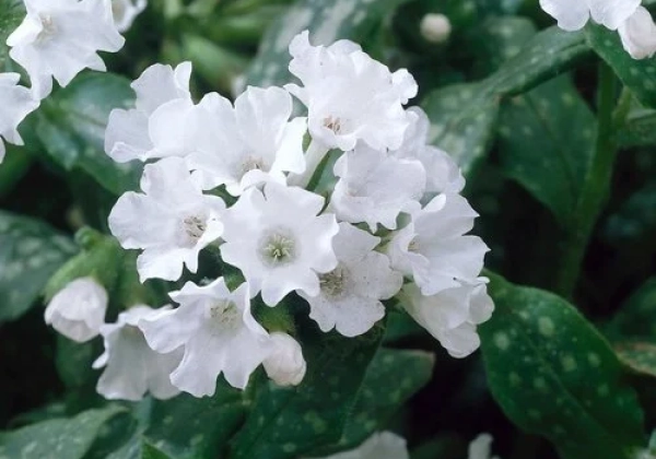 Pulmonaria Sissinghurst White