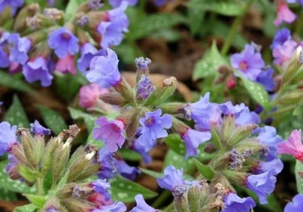 Pulmonaria Trevi Fountain