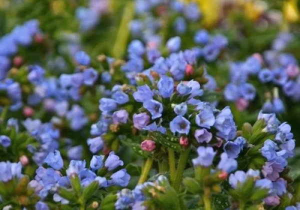 Pulmonaria Twinkle Toes