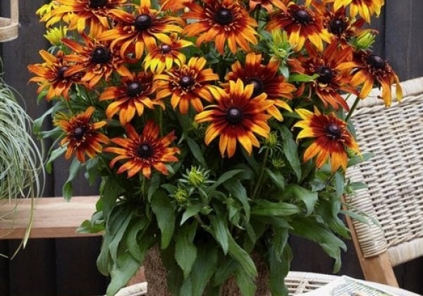 Rudbeckia hirta Summerina Blazing Fire