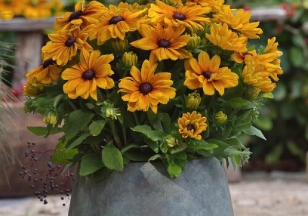 Rudbeckia hirta Sunbeckia Carolina