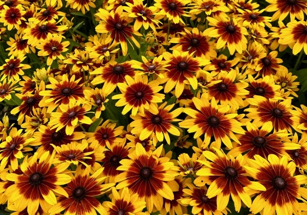 Rudbeckia hirta MiniBeckia™ Flame