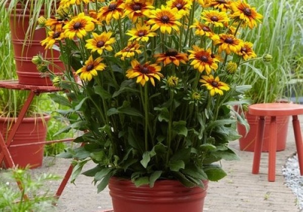 Rudbeckia hirta Summerina Yellow