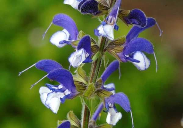 Salvia Madeline