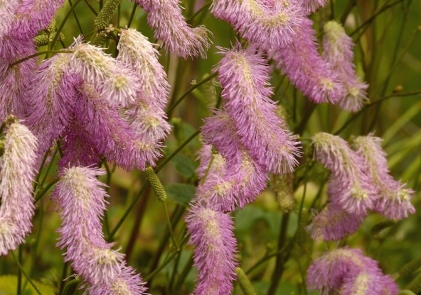 Sanguisorba Pink Brushes