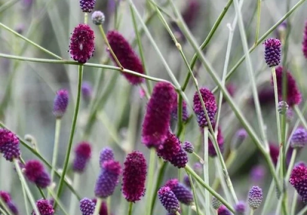 Sanguisorba Plum Drops