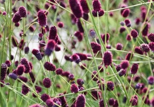 Sanguisorba Plum Drops