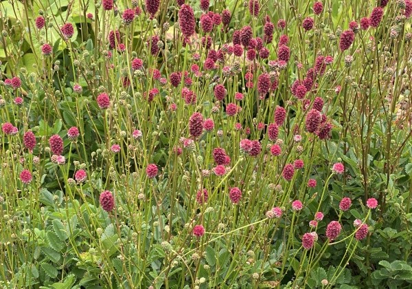 Sanguisorba Proud Mary