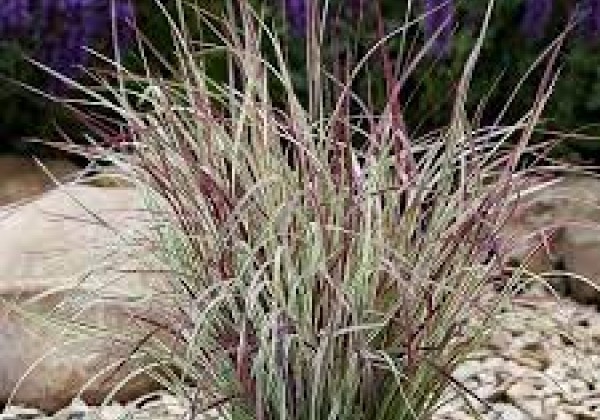 Schizachyrium scoparium Chameleon