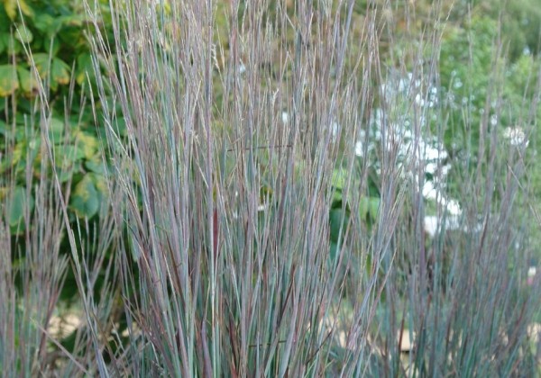 Schizachyrium scoparium Standing Ovation