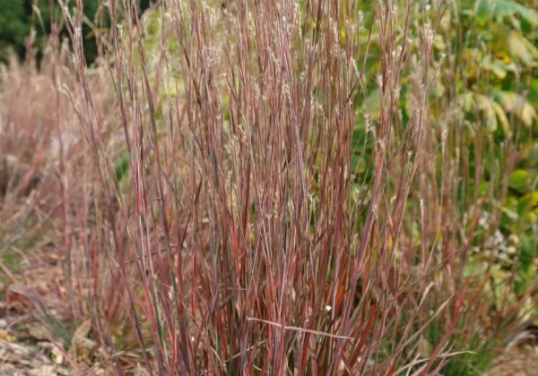 Schizachyrium scoparium Standing Ovation
