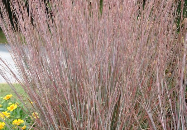 Schizachyrium scoparium Standing Ovation