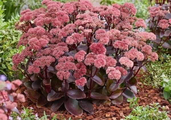 Sedum Black Knight