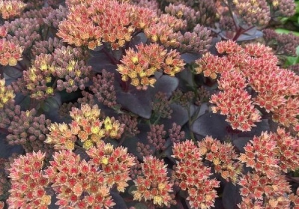 Sedum Conga Line