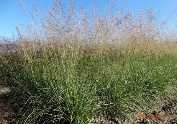 Sporobolus airodes Delicatesse