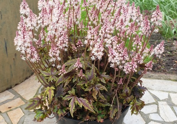 Tiarella Angel Wings