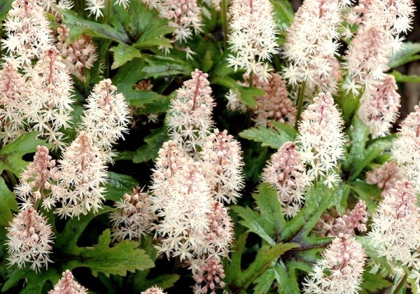 Tiarella Pink Skyrocket