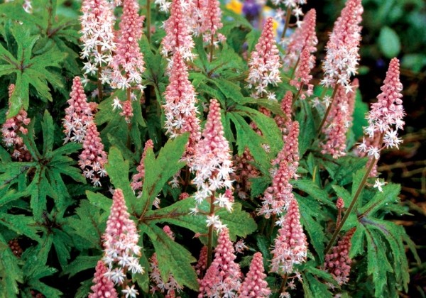 Tiarella Pink Skyrocket