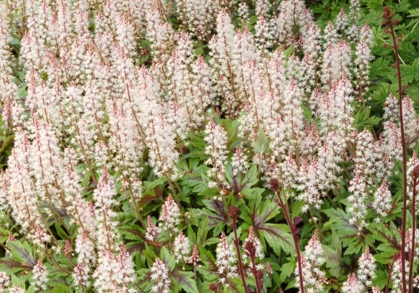 Tiarella Sugar & Spice