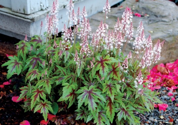 Tiarella Sugar & Spice