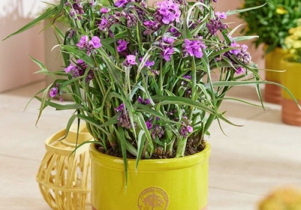 Tradescantia andersoniana JS Brainstorm