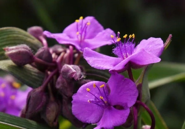 Tradescantia andersoniana JS Brainstorm