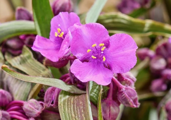 Tradescantia andersoniana JS Brainstorm