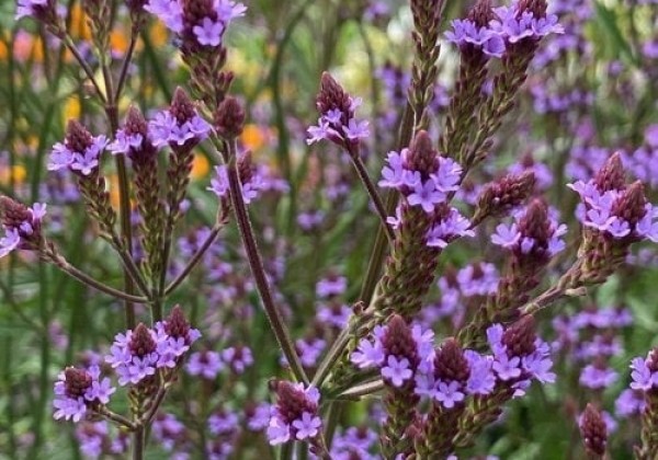 Verbena Lavender Spires