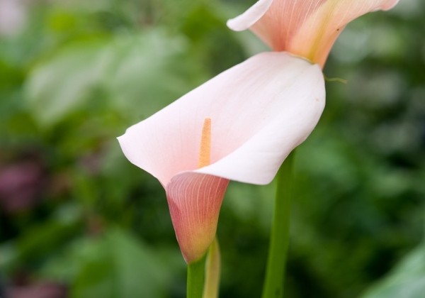 Zantedeschia aethiopica Flamingo