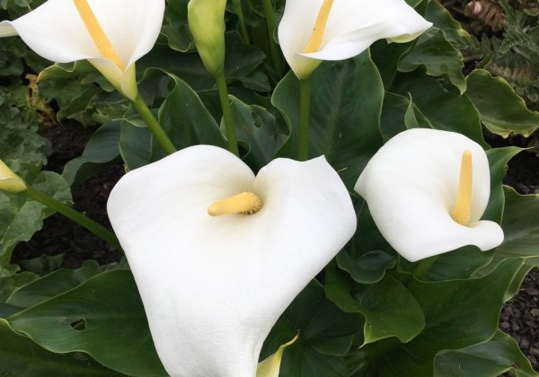 Zantedeschia aethiopica Snow White