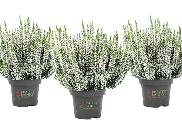 Calluna vulgaris Beauty Ladies Veerle (13 cm)