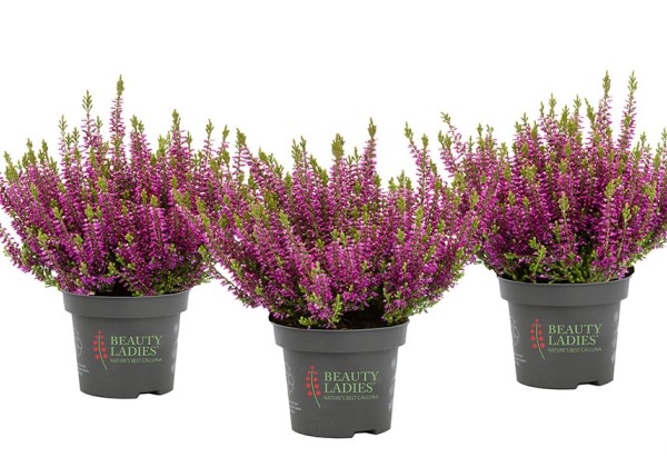 Calluna vulgaris Beauty Ladies Lea