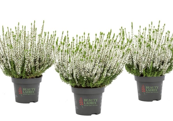 Calluna vulgaris Beauty Ladies Verenka (13 cm)