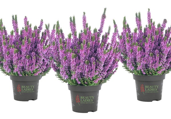Calluna vulgaris Beauty Ladies Luka