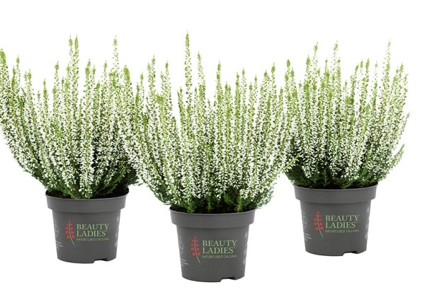 Calluna vulgaris Beauty Ladies Venus (13 cm)